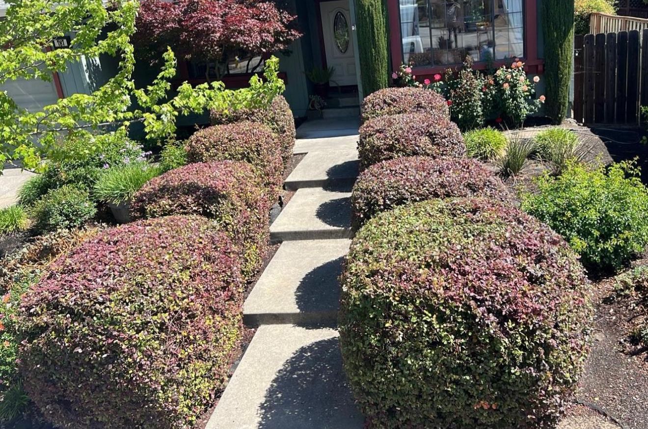 Hand-shaped hedges lining a front walkway